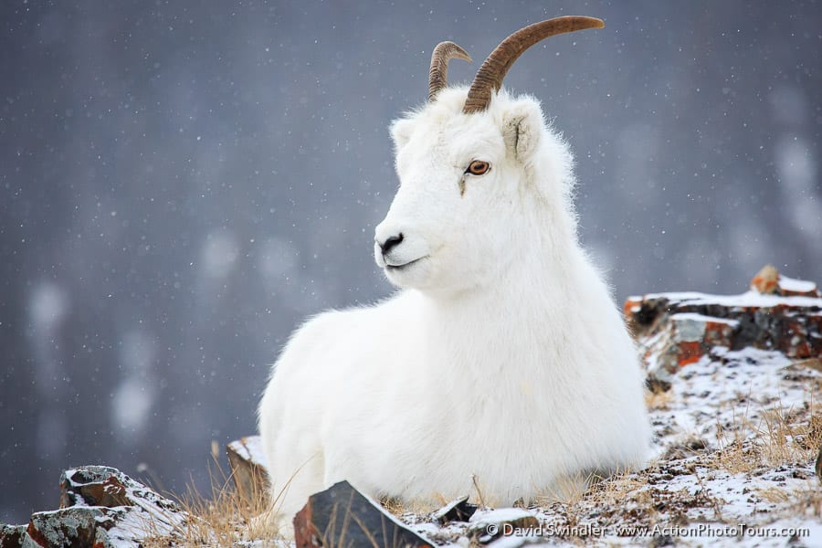 Dall Sheep Kluane National Park