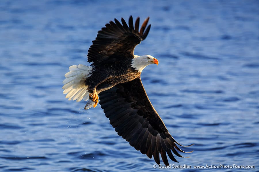 Bald Eagles