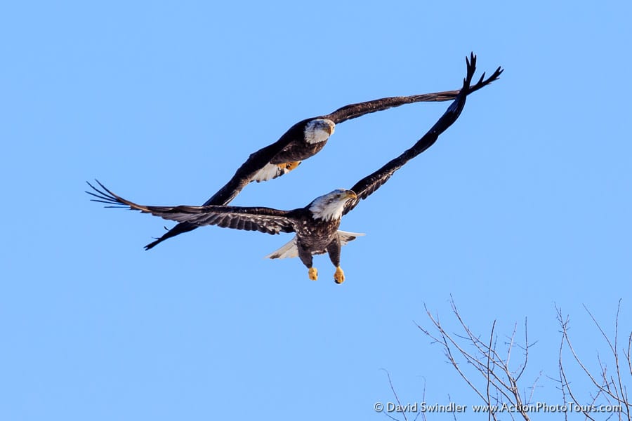 Bald Eagles