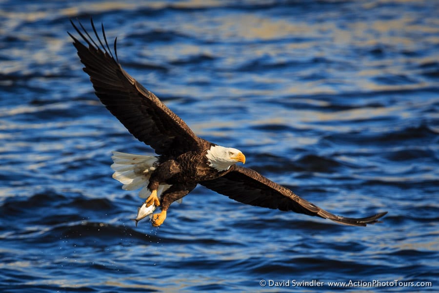 Bald Eagles