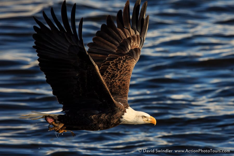 Bald Eagles