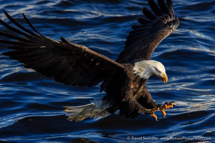 eagle catching fish wallpaper