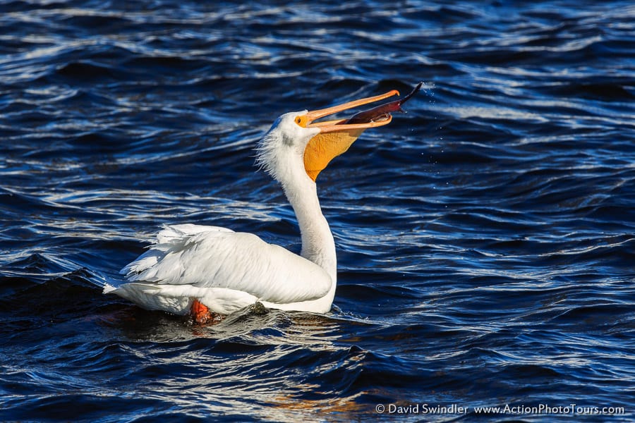 Pelican