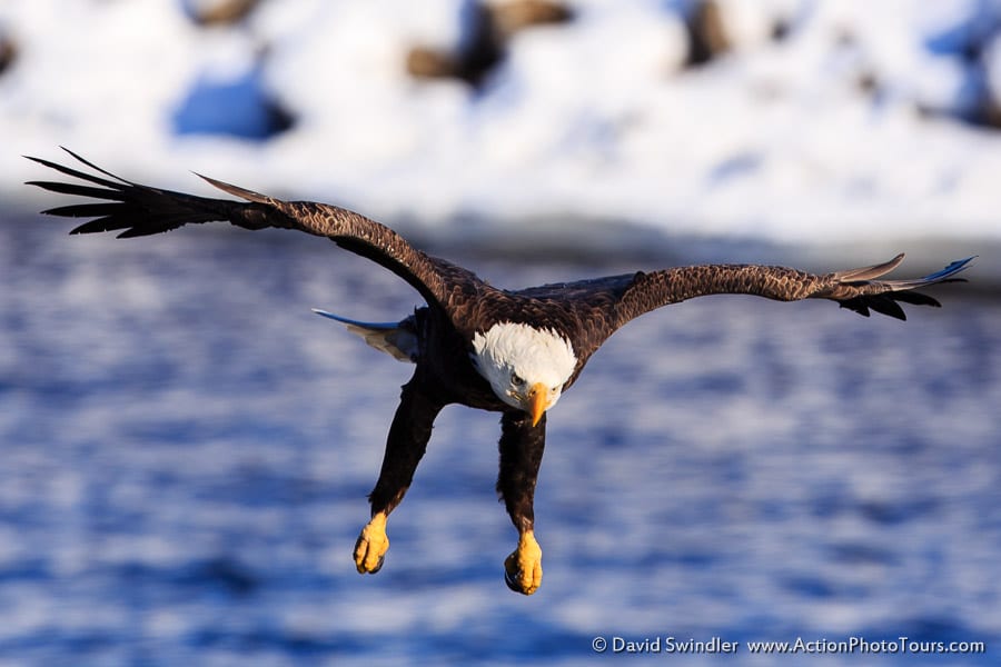 Bald Eagles