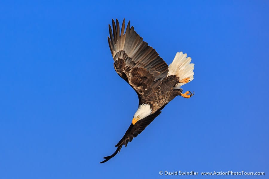 Bald Eagles