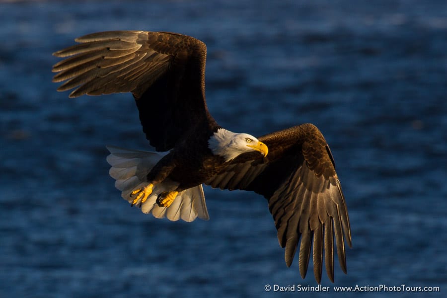 Bald Eagles