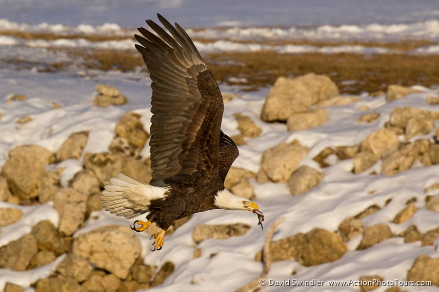 Bald Eagles