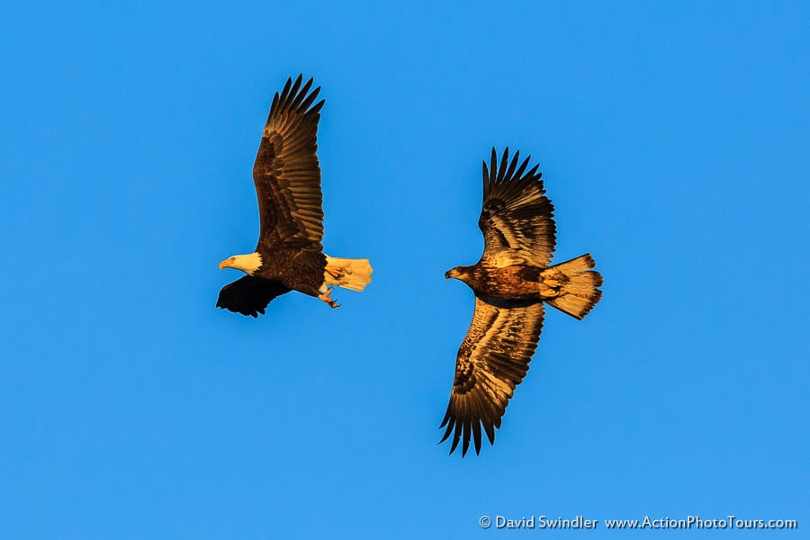 Bald Eagles