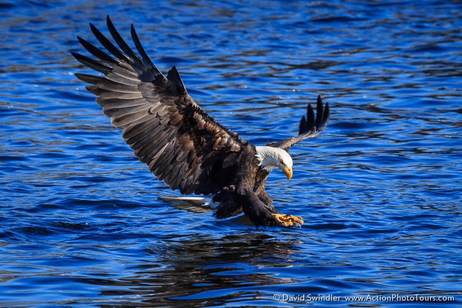 Bald Eagles Fishing