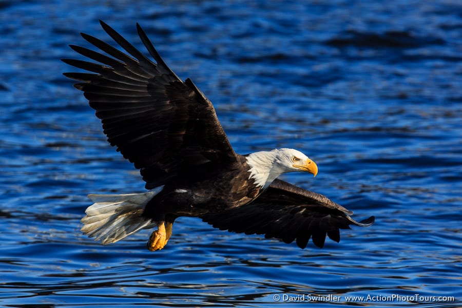 Bald Eagles Fishing : Action Photo Tours