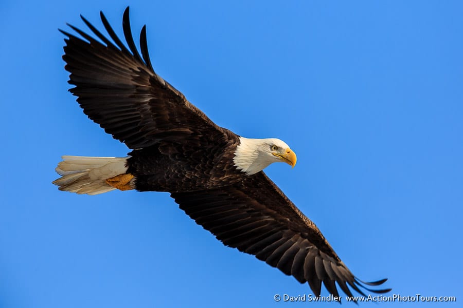 Bald Eagles