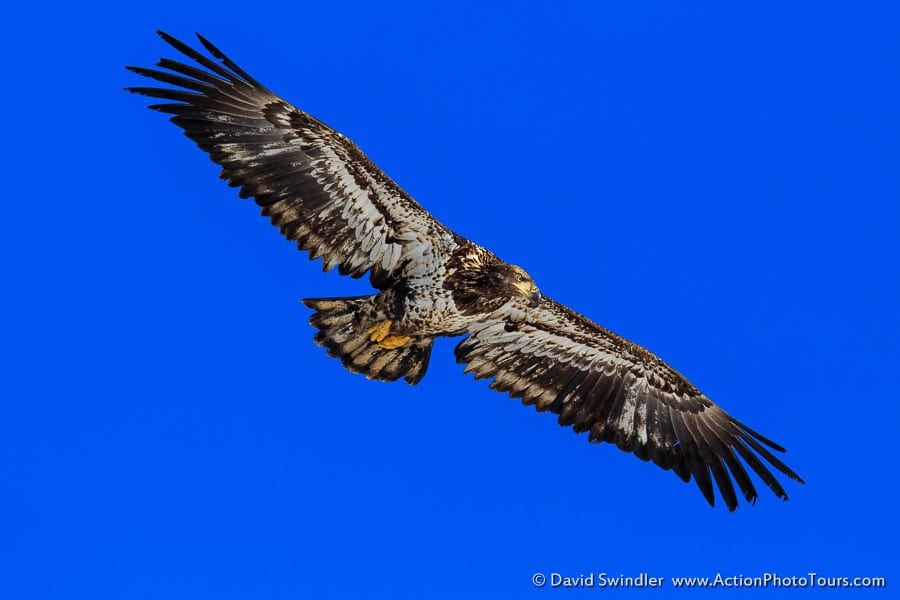 Bald Eagles