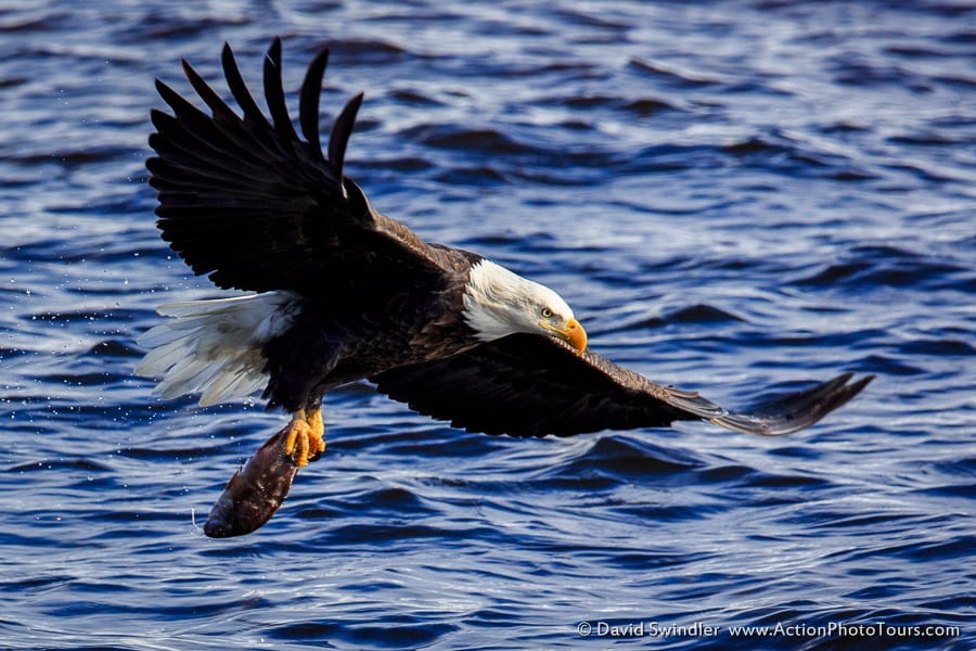 Bald Eagle Fishing