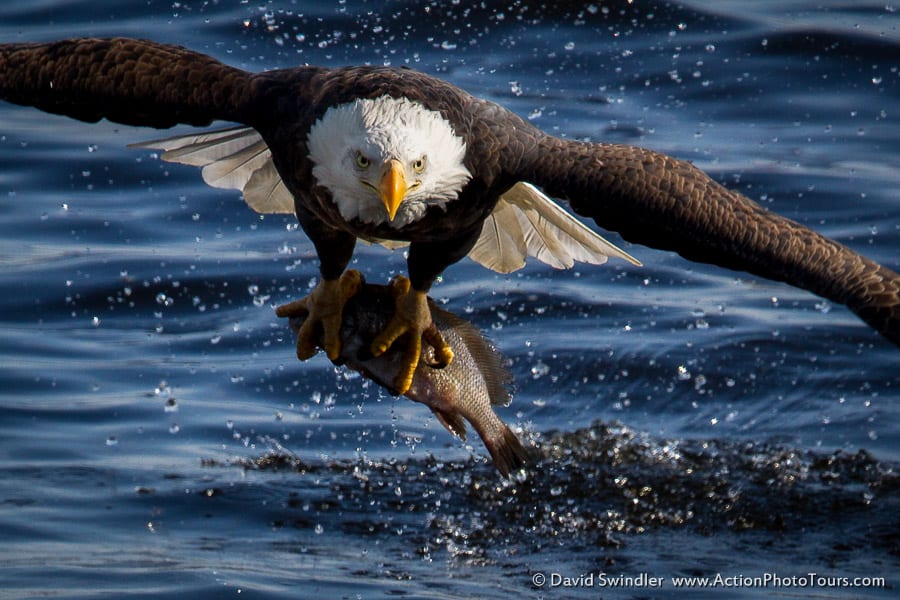 Bald Eagle Catching Fish