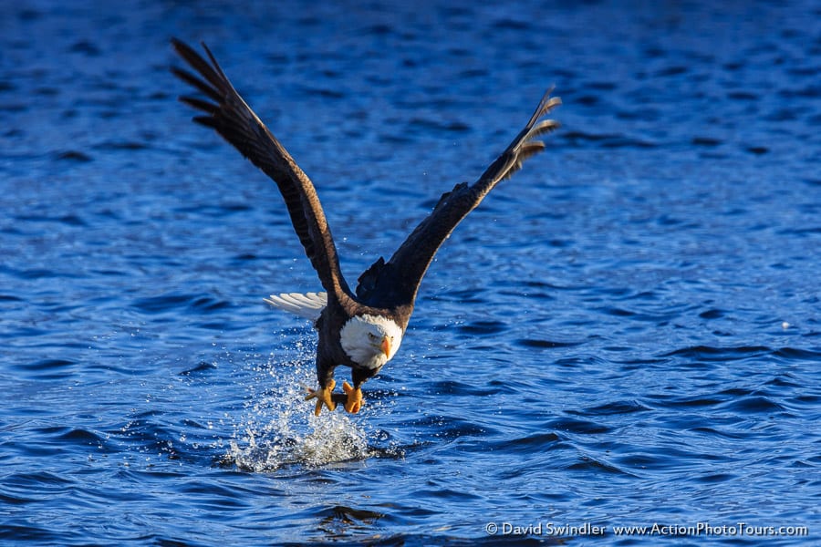 Bald Eagles