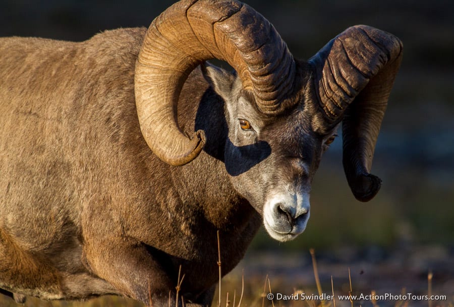 Wilcox Pass Bighorn Sheep