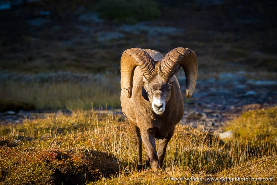 Wilcox Pass Bighorn Sheep