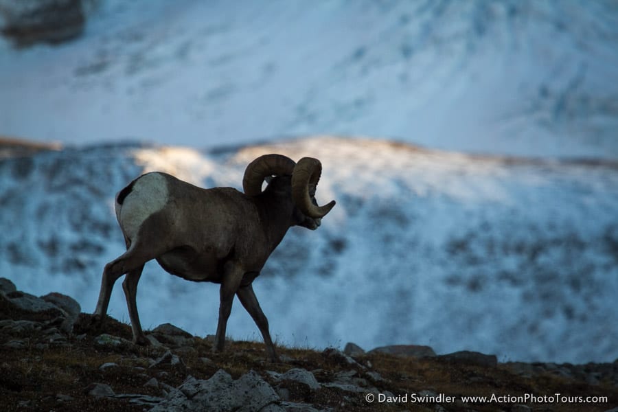 Wilcox Pass Bighorn Sheep