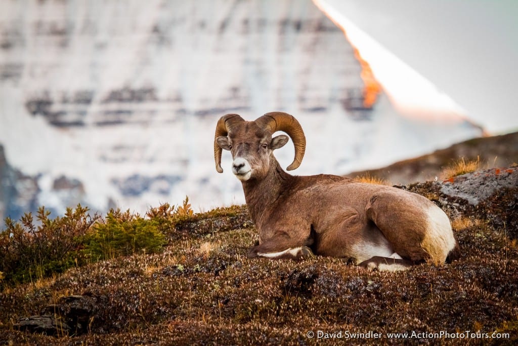 Wilcox Pass Bighorn Sheep