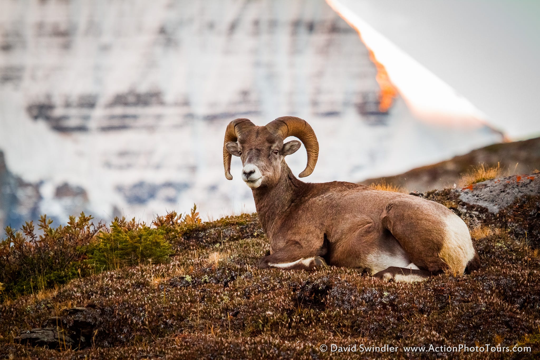 Wilcox Pass Bighorn Sheep