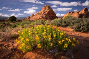 Wildflowers in the South Buttes Wildflowers in the South Buttes