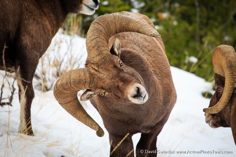 Bighorn Sheep Rut