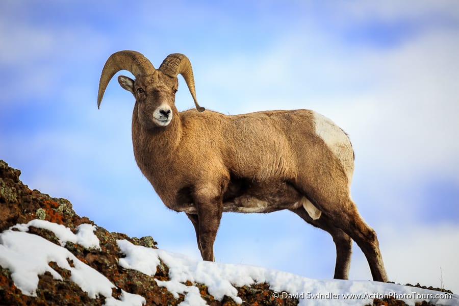 Wyoming Bighorn Sheep