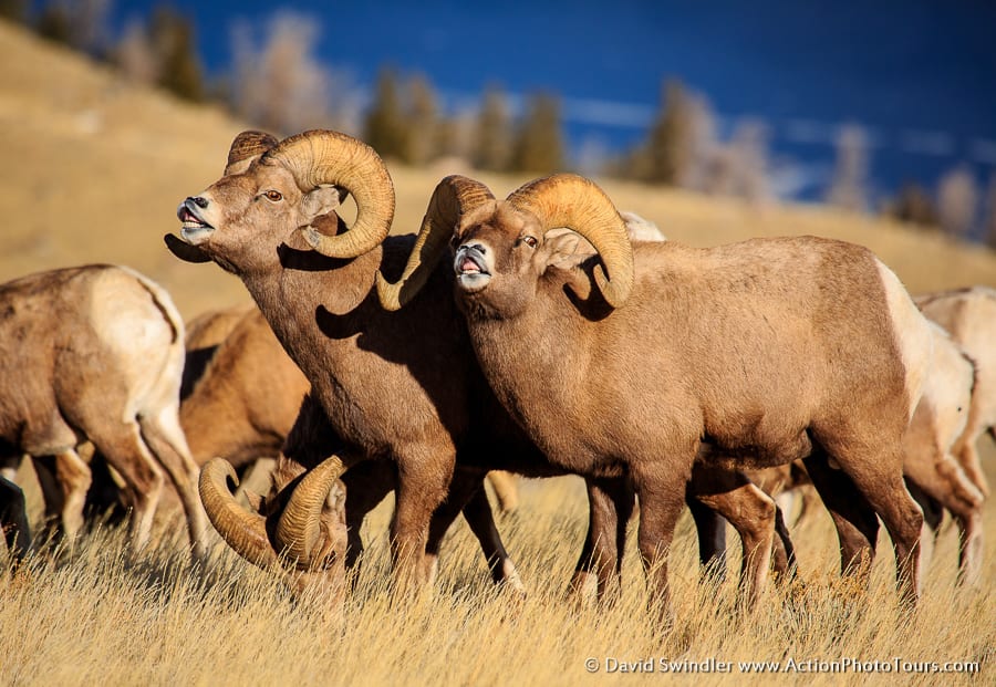 Bighorn Sheep Rut
