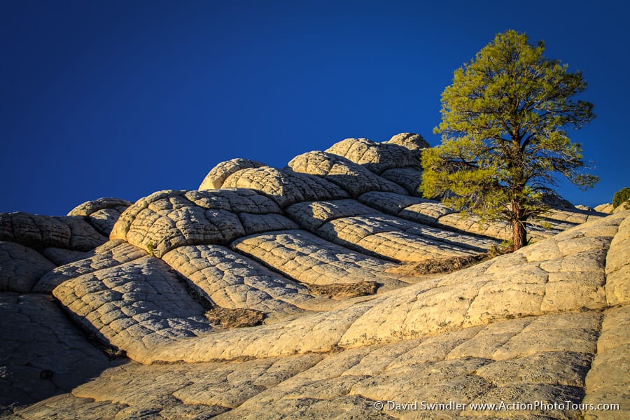 White Pocket Lone Tree