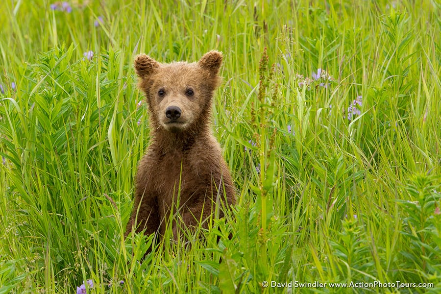 Spring Cub