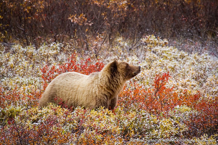 11 images of a bear taken from 11 different angles.