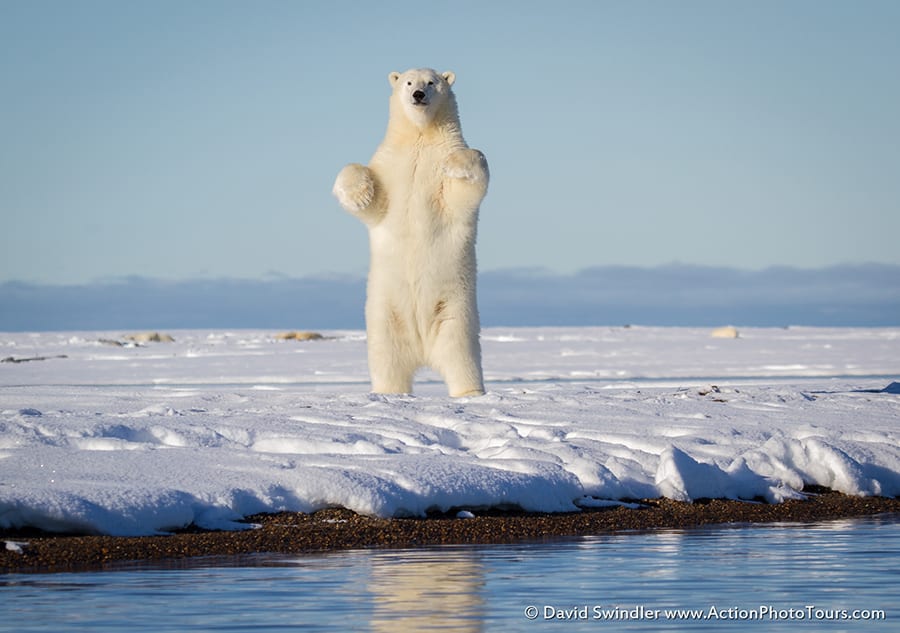 Polar Bear Standing Tall