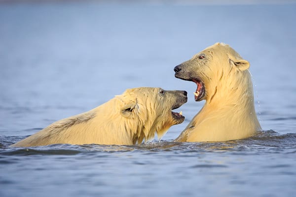 Polar Bears at Play