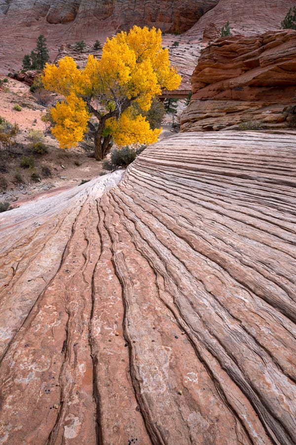 Zion Photo Tour