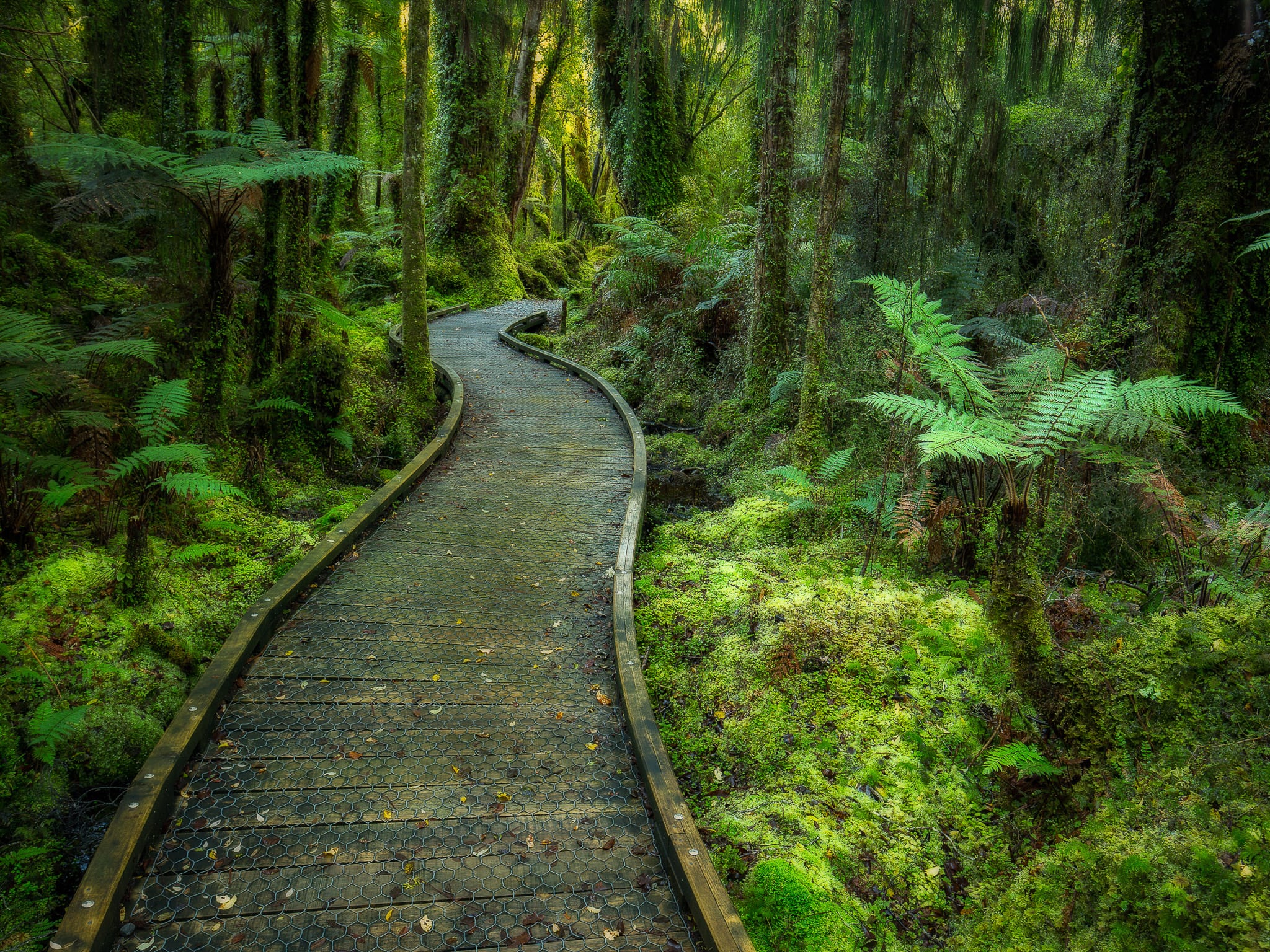 New Zealand Forest