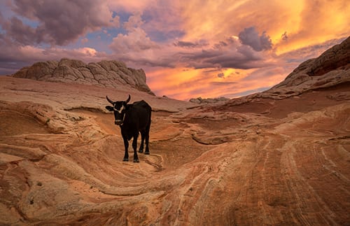 White Pocket Photo Tour Sunset Visitor White Pocket Photo Tour Sunset Visitor