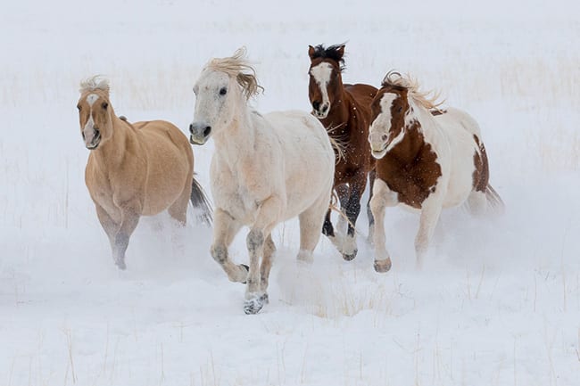 Horse Ranch Photo Workshop