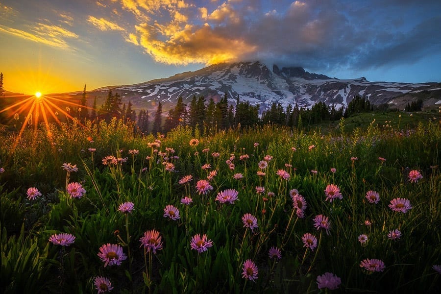 Mount Rainier Wildflowers Photo Workshop