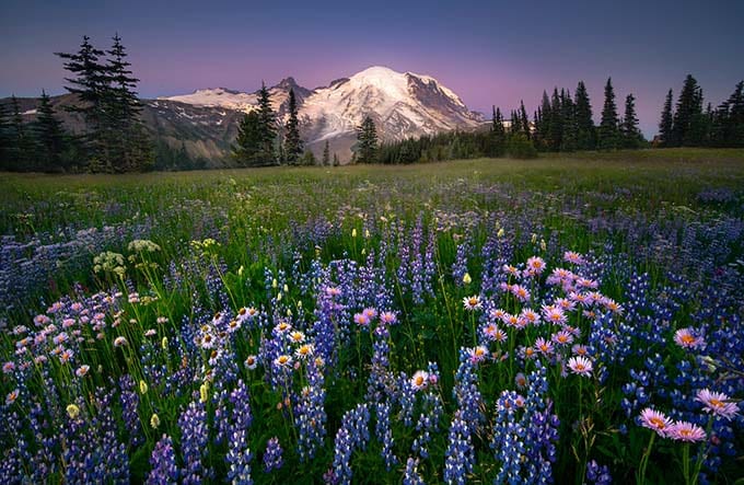 Images from the Silver Forest Trail on the Sunrise side of Mount Rainier in the Pacific Northwest Of Washington State