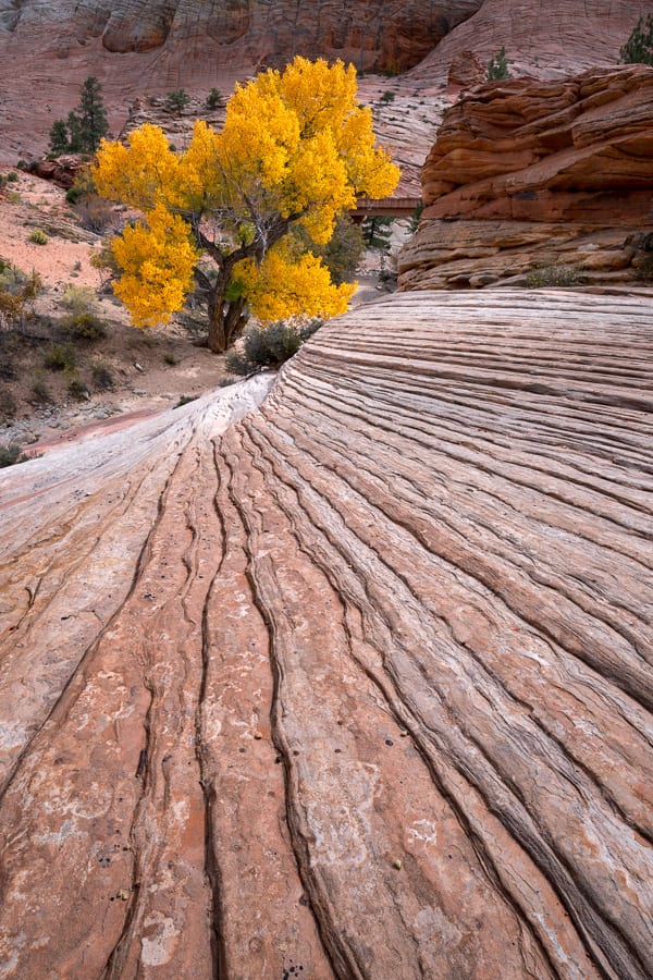 Southern Utah Fall Colors Photography Workshop Autumn Zion