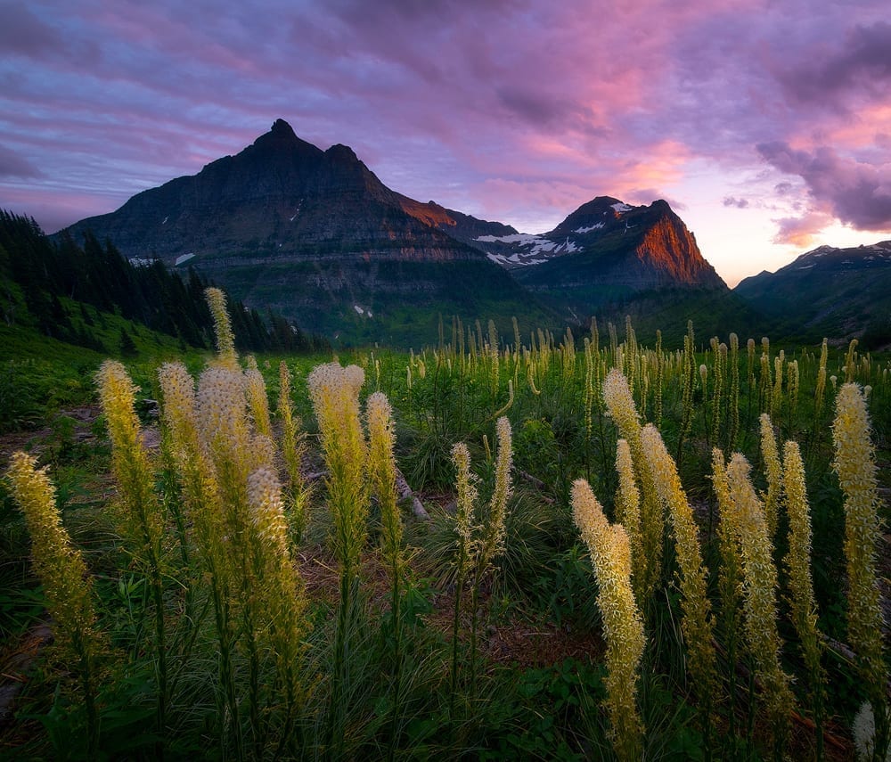 Glacier National Park Photo Workshop Bear Grass
