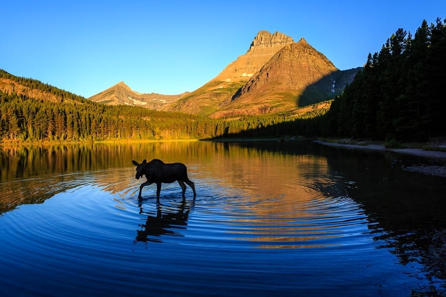 Moose Calf in Glacier National Park Moose Calf in Glacier National Park