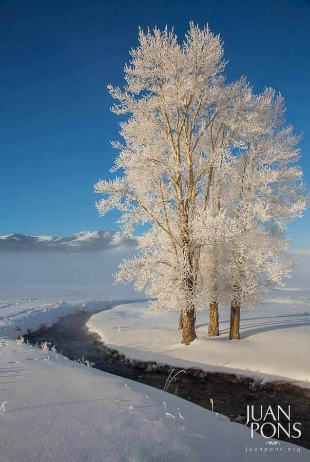 Winter in Yellowstone Photo Workshop-8 Yellowstone Winter Photo Workshop
