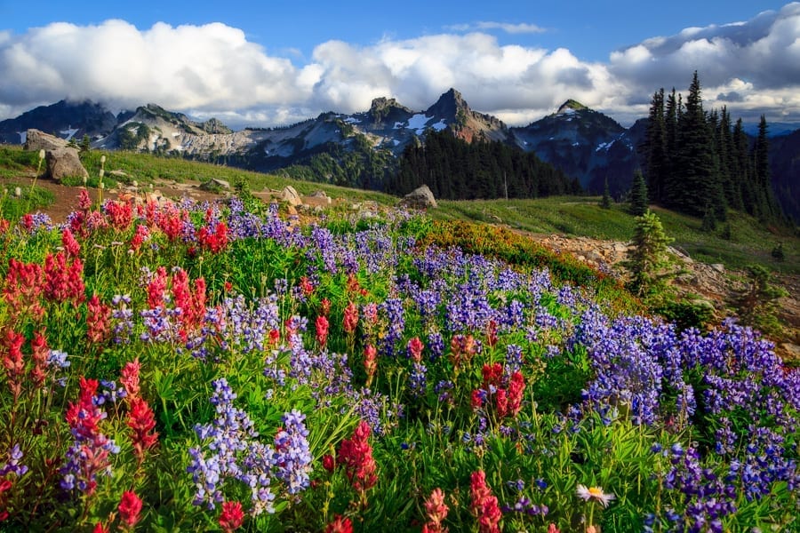 Dazzling Color Rainier | Action Photo Tours