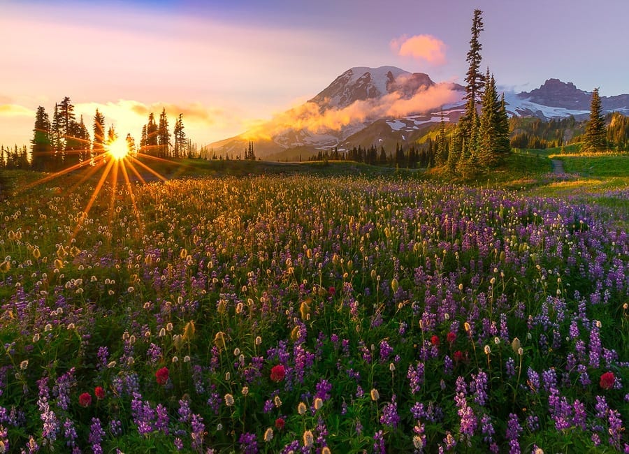 Mt Rainier Wildflowers Photo Workshop-3 | Action Photo Tours