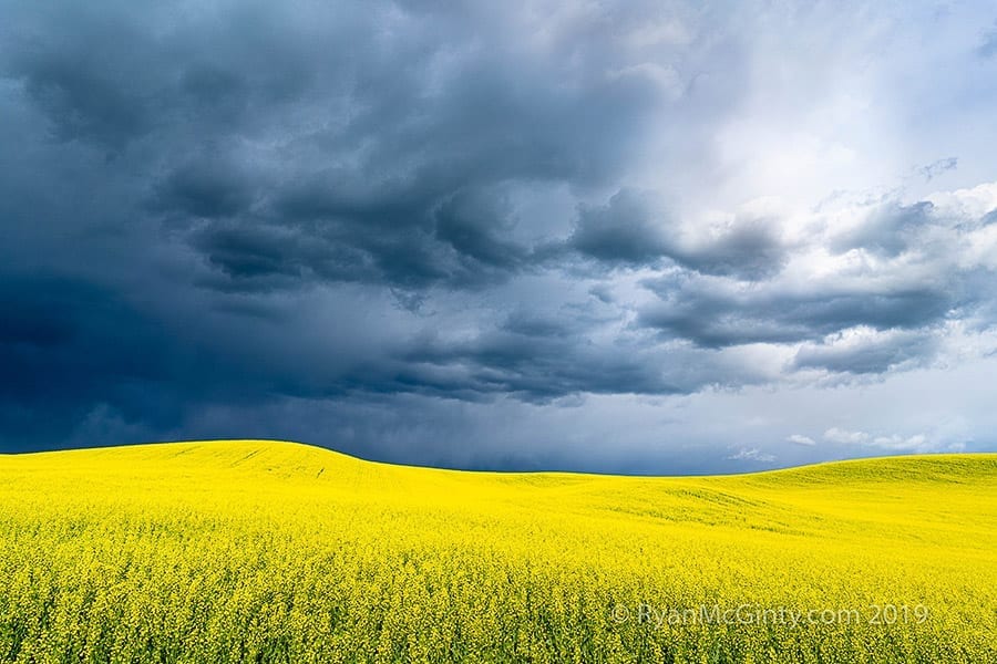 Palouse Spring Photo Workshop Canola