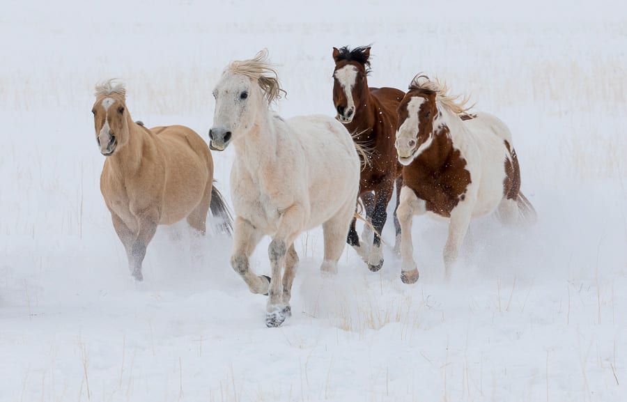 Horse Ranch Winter Photo Workshop | Action Photo Tours | Jan 2022