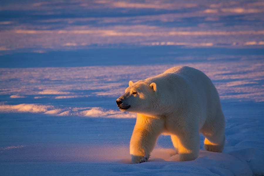 Polar Bear Photo Workshop