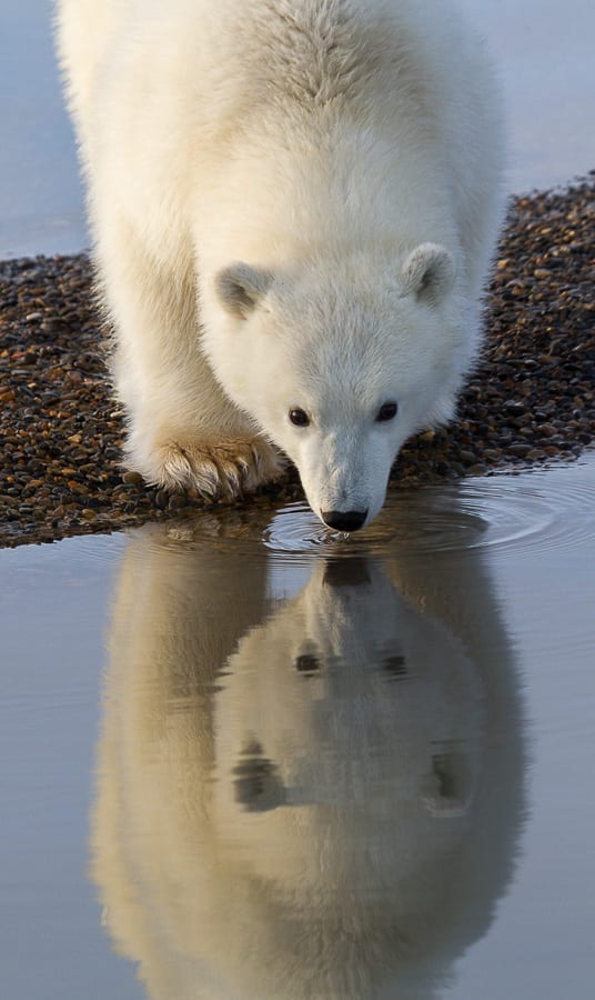 Alaska Polar Bear Photo Workshop