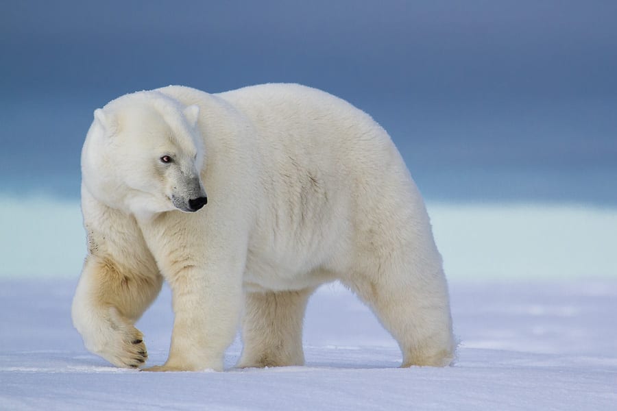 Alaska Polar Bear Photo Workshop